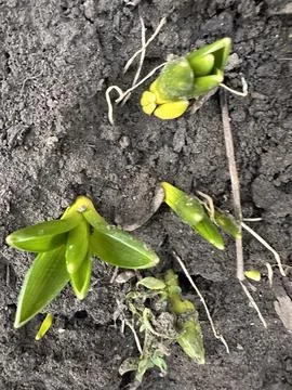 Spring Buds Emerging from Soil Stock Photos