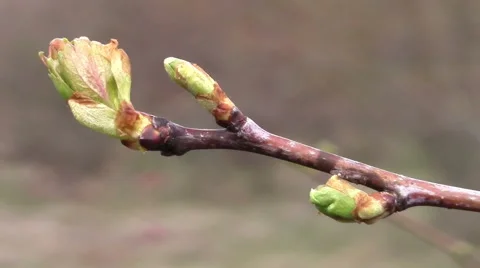 Spring buds Video stock 48848627