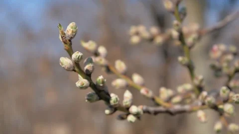 Spring buds Vídeos de archivo 73597377