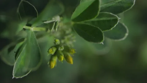 Spring buds fresh greenery tree. Close-up soft focus nature vertical video Vídeos de archivo 176357977