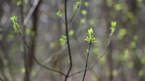 Spring buds on maple branch in forest shallow depth of field 4K 60fps DSC 00 Stock Footage 332492812