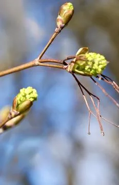 Spring Buds Opening Tree Branch Macro Green Growth Foto stock