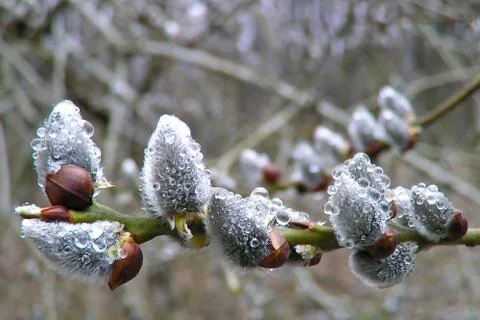 Spring buds Stock Photos