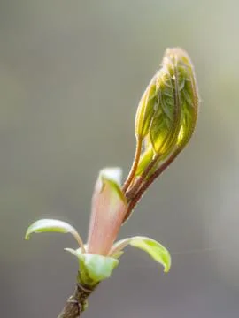 Spring buds Stock Photos