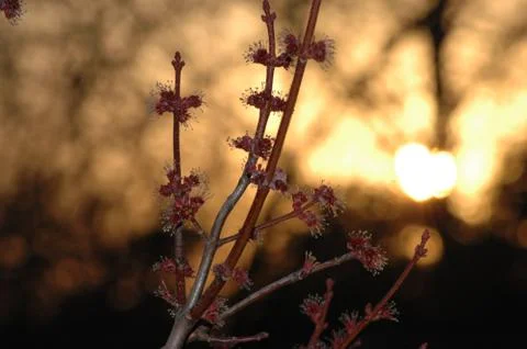 Spring Buds Stock Photos