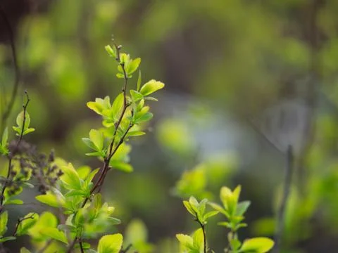 Spring buds Stock Photos