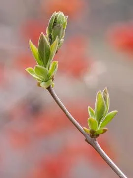 Spring buds Stock Photos