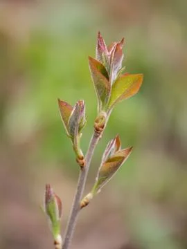 Spring buds Stock Photos