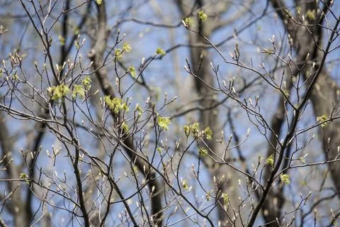 Spring Buds Stock Photos