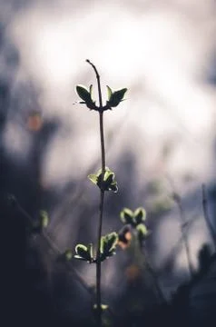Spring buds before they blossom. Stock Photos