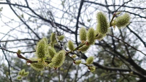 Spring buds on a tree branch. Flowering tree, buds. Stock Footage 276886573