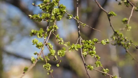 Spring Buds on Tree Branch with Sunlight in Madrid Stock-Footage 304161824