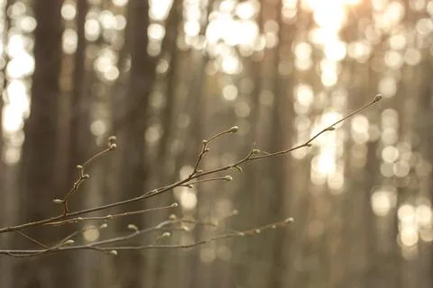 Spring buds on tree branches against forest background Stock Photos