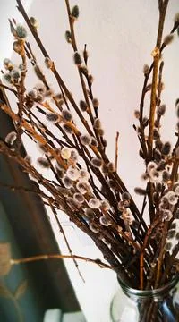 Spring buds on tree branches Stock Photos