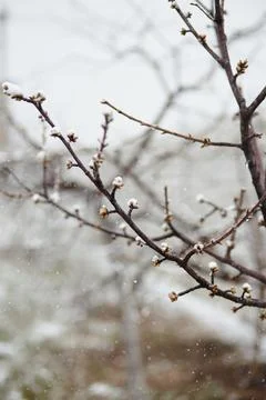 Spring buds on a tree coated with snow during unseasonal snowfall, reflecting Stock Photos