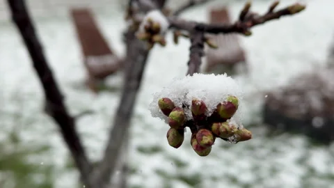 Spring buds on tree covered in icy snowflakes due to abnormal seasonal weather Stock Footage 306079999