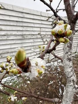 Spring buds on tree covered in icy snowflakes due to abnormal seasonal weather Foto stock