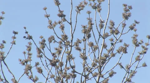 Spring buds on a tree Stock Footage 36561283