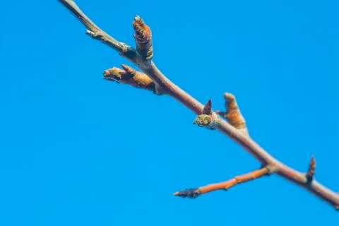 Spring buds on the tree Stock Photos