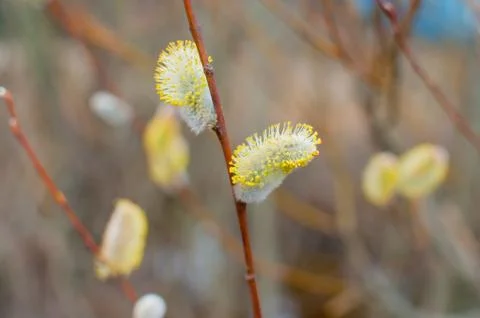Spring buds on a tree Stock Photos