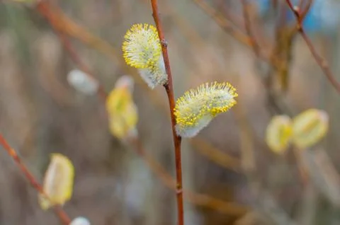 Spring buds on a tree Stock Photos