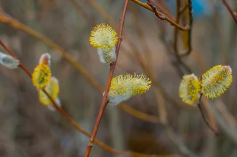 Spring buds on a tree Stock Photos