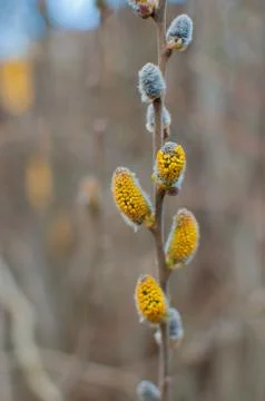 Spring buds on a tree Stock Photos