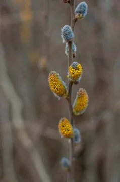 Spring buds on a tree Stock Photos