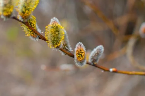Spring buds on a tree Stock Photos