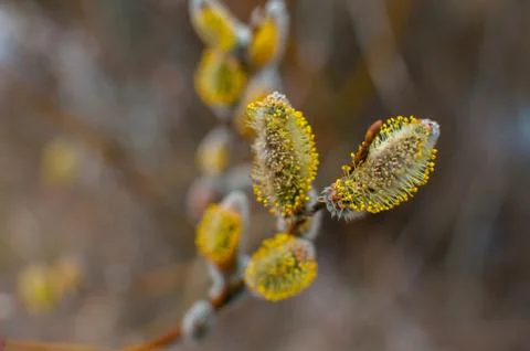 Spring buds on a tree Stock Photos