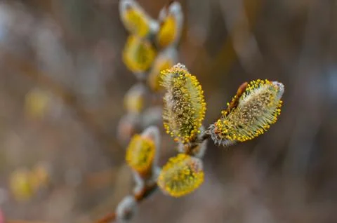Spring buds on a tree Stock Photos