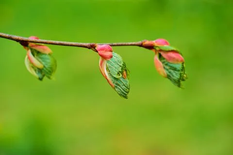 Spring buds of a tree Stock Photos