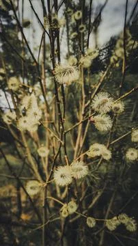 Spring buds on a tree Stock Photos
