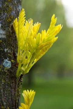 Spring Buds on Tree Trunk Foto stock