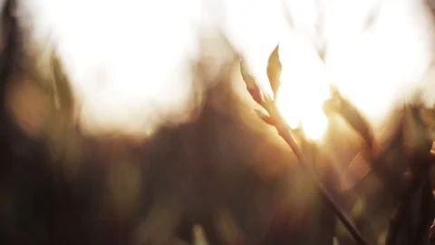 Spring buds on trees. Sunset. Evening. Environment, gardening. Lifestyle, out of Stock Footage 98560843