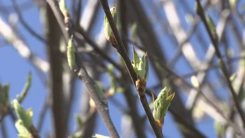 Spring buds on wooden background of the sky. Stock Footage 89152171