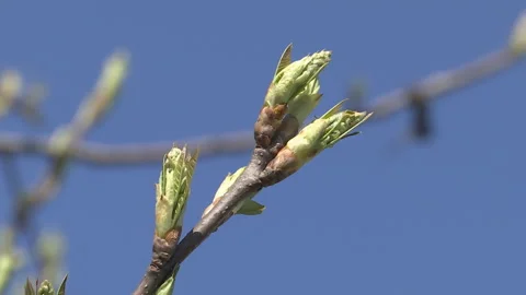 Spring buds on wooden background of the sky. 库存影片 89152181