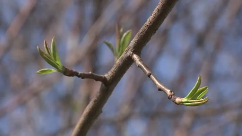 Spring buds on wooden background of the sky. 库存影片 89152191