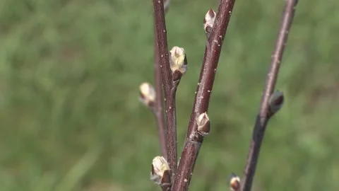 Spring buds on wooden. 库存影片 89152159
