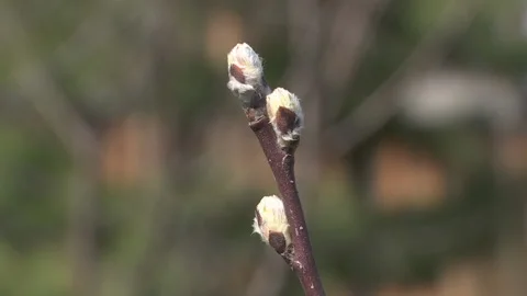 Spring buds on wooden. Stock Footage 89152377