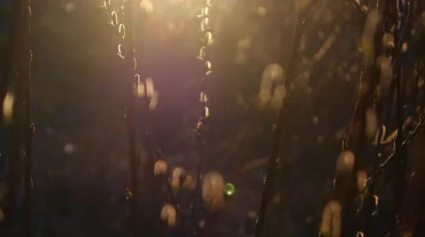 Spring bud.Willows. Stock Footage 48700577