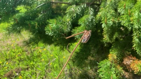 Spring bug sitting on pine tree branch Stock Footage 197307548