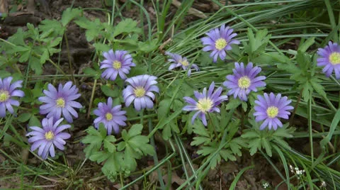 Spring Bulb Sapphire anemone or Anemone blanda 2 Stock Footage 23573919