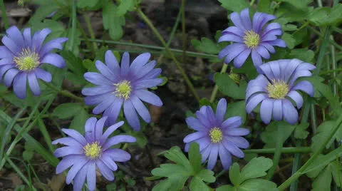 Spring Bulb Sapphire anemone or Anemone blanda 1 Stock Footage 23575293
