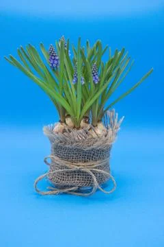 Spring Bulbs in Blue Stock Photos