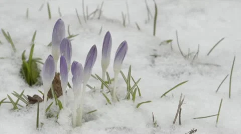 Spring bulbs flowering in fresh snow Stock Footage