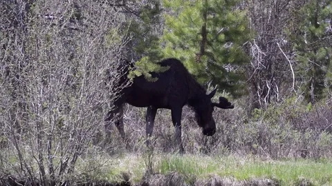 A Spring Bull Moose in a Meadow Stock Footage 120092343