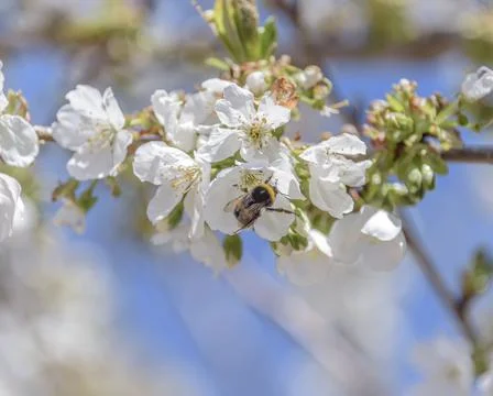 Spring bumble bee on cherry blossom blue background sky pink flowers blooming. Stock Photos