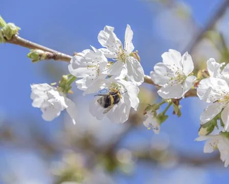 Spring bumble bee on cherry blossom blue background sky pink flowers blooming. Stock Photos