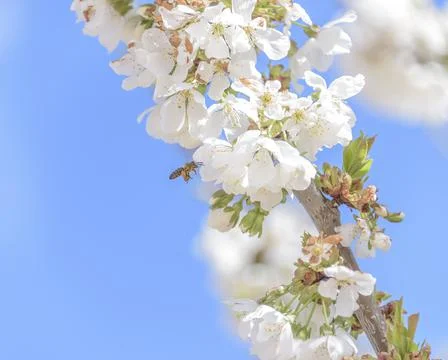 Spring bumble bee on cherry blossom blue background sky pink flowers blooming. Stock Photos